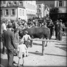 Bull at young cattle exhibition in Glarus 1955.
