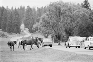 64th Marche-Concours Saignelegier, 1967.
