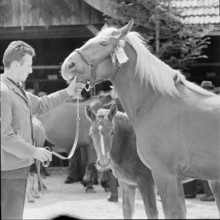 61st Marche-Concours Saignelegier, 1964.