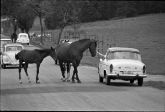 64th Marche-Concours Saignelegier, 1967.