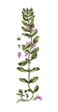 Teucrium scordium