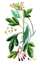 Laurus sassafras