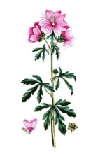 Malva alcea