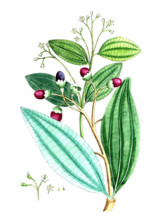 Laurus cassia