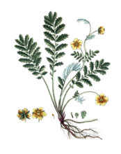Potentilla anserina