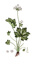 Sanicula europaea
