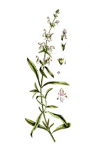 Stachys recta