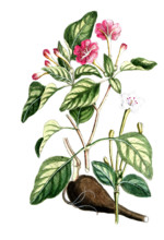 Mirabelilis dichotoma