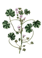 Malva rotundifolia
