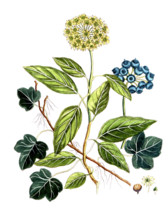 Hedera helix