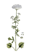 Pimpinella anisum