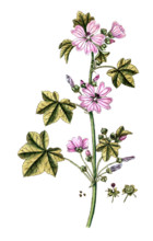 Malva sylvestris