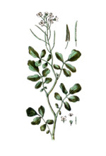 Sisymbrium nasturtium