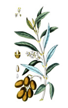 Olea euroaea