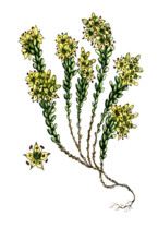 Sedum acre