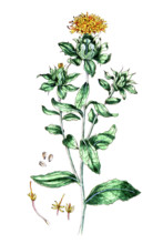 Carthamus tinctorius