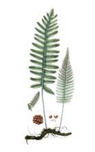 Polypodium vulgare