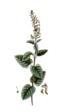 Teucrium scorodonia