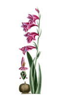 Gladiolus communis
