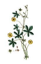 Potentilla reptans