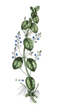 Veronica beccabunga