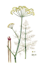 Anethum foeniculum