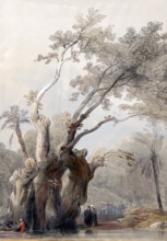 The sacred tree of Metereah