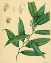 Schumacheria angustifolia