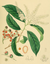 Erythrospermum phytolaccoides