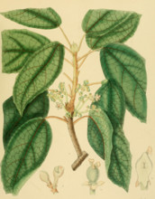 Trichadenia zeylanica