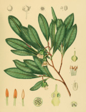 Adinandra lasiopetala