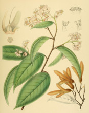 Doona congestiflora