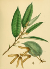 Sunaptea scabriuscula