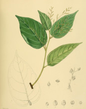 Balanocarpus zeylanicus