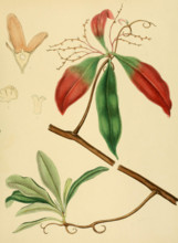 Ancistroclidus vahlii