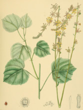 Triumfetta glabra