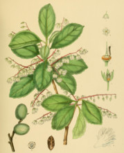 Elaeocarpus serratus