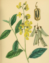 Crotalaria walkeri