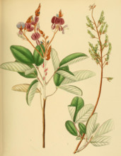 Desmodium jucundum