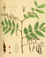 Sophora zeylanica
