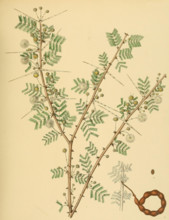 native to Southeast Asia