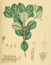 native to Southeast Asia