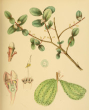 native to Southeast Asia