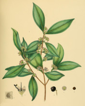 native to Southeast Asia