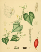 native to Southeast Asia