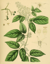 Gynostemma pedata
