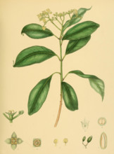 Mastixia tetrandra