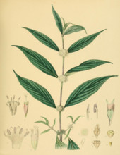 Allaeophania decipiens