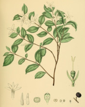 Coffea travancorensis