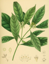 Psychotria bisulcata